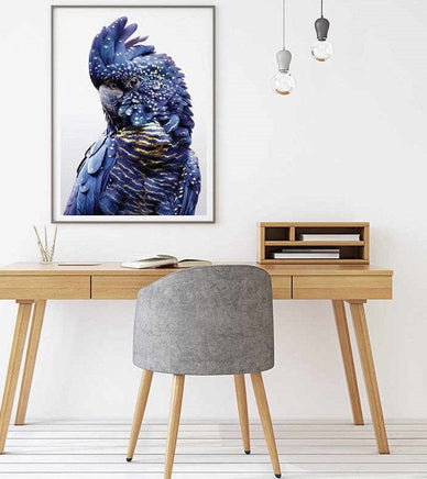 50cmx70cm Black Cockatoo A Black Frame Canvas Wall Art Kings Warehouse