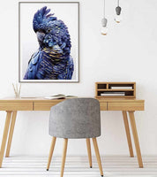60cmx90cm Black Cockatoo A Black Frame Canvas Wall Art Kings Warehouse