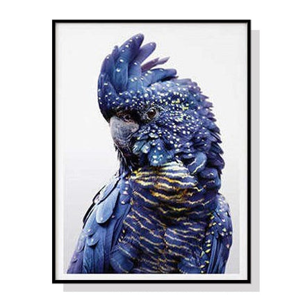 70cmx100cm Black Cockatoo A Black Frame Canvas Wall Art Kings Warehouse