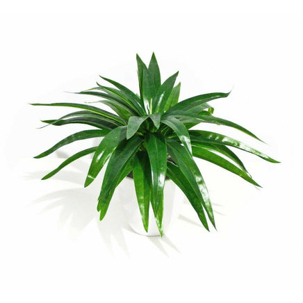 Aloe Vera Stem 30cm Kings Warehouse