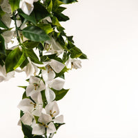 Hanging White Artificial Bougainvillea Plant UV Resistant 90cm Garden Kings Warehouse