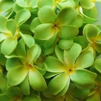 1 Set of 20 LED Green Frangipani Flower Battery String Lights Christmas Gift Home Wedding Party Decoration Outdoor Table Garland Wreath Kings Warehouse 