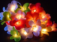 1 Set of 20 LED Tropical Bright Colous Frangipani Flower Battery String Lights Christmas Gift Home Wedding Party Decoration Outdoor Table Centrepiece Kings Warehouse 