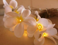 1 Set of 20 LED White Frangipani Flower Battery String Lights Christmas Gift Home Wedding Beach Party Decoration Outdoor Table Centrepiece Kings Warehouse 