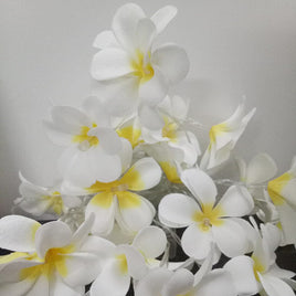 1 Set of 20 LED White Frangipani Flower Battery String Lights Christmas Gift Home Wedding Beach Party Decoration Outdoor Table Centrepiece Occasions Kings Warehouse 