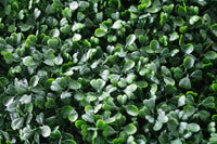 Portable Boxwood Hedge UV Stabilised 75cm High 100cm Long