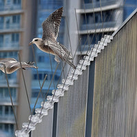 20x 50cm Bird Spike S304 wire Spikes Eaves Pigeon Gull Starling 10M Home & Garden Kings Warehouse 