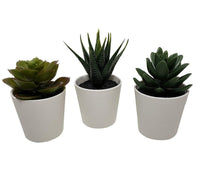 3 Pack of Artificial Succulent Potted Plants in White Plastic 6cm Pot Interior Decoration Kings Warehouse 