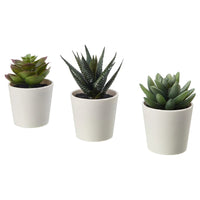 3 Pack of Artificial Succulent Potted Plants in White Plastic 6cm Pot Interior Decoration Kings Warehouse 