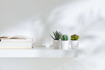 3 Pack of Artificial Succulent Potted Plants in White Plastic 6cm Pot Interior Decoration Kings Warehouse 