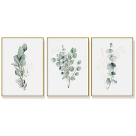 60cmx90cm Eucalyptus Plant 3 Sets Gold Frame Canvas Wall Art Kings Warehouse