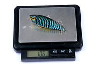 6x 6.5cm Vib Bait Fishing Lure Lures Hook Tackle Saltwater Kings Warehouse 
