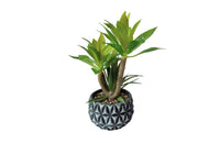 Diamond Pattern Pot Succulent Plant