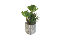 Modern Pot Succulent Plant