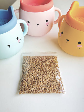 Whisker Wonderland Premium Cat Grass Seeds Refill - Hydroponic & Soil-Free Growing | Natural Digestion & Hairball Aid for ...