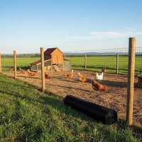 30m Black Chicken Wire Mesh Roll – Heavy Duty Aviary Netting & Garden Fencing for Poultry Enclosures