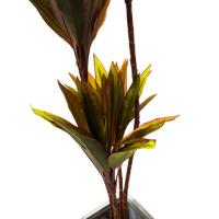 Faux Cordyline fruticosa Tree