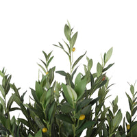 Artificial Bushy Olive Tree with Olives 180cm Home & Garden Kings Warehouse 