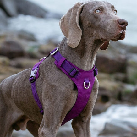 Lightweight Harness Purple M Auto Accessories Kings Warehouse 