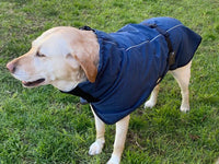 Pet Dog Raincoat Poncho Jacket Windbreaker Waterproof Clothes with Harness Hole-XL-Blue Kings Warehouse 