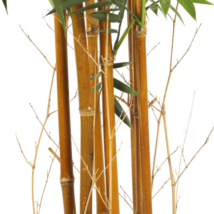 Premium Natural Cane Artificial Bamboo (UV Resistant) 180cm Home & Garden Kings Warehouse 