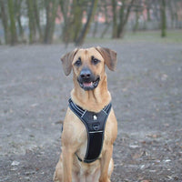 Reflective Heavy Duty Harness Black XS Pet Care Kings Warehouse 