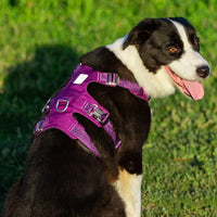 Whinhyepet Harness Purple 2XS Pet Care Kings Warehouse 