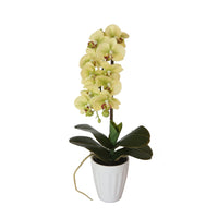 40cm Butterfly Orchid- Cream Home & Garden > Artificial Plants Kings Warehouse 