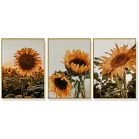 40cmx60cm Sunflower 3 Sets Gold Frame Canvas Wall Art Kings Warehouse 