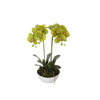50cm Dual Butterfly Orchid - Cream Home & Garden > Artificial Plants Kings Warehouse 