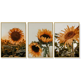 60cmx90cm Sunflower 3 Sets Gold Frame Canvas Wall Art Kings Warehouse 