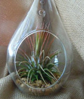10 Pack of Hanging Clear Glass Tealight Candle Holder Tear Drop Pear Shape - 12cm High - Terrarium Plant Mini Garden Holder Decor
