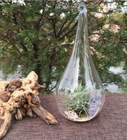 50 Wholesale Pack of Hanging Clear Glass Tealight Candle Holder Tear Drop Pear Shape - 12cm High - Terrarium Plant Mini Garden Holder Decor