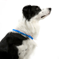 Rechargeable Night LED Dog Collar USB Glow Flashing Light Up Pet Collars Safety-Blue-Diameter Length-35cm