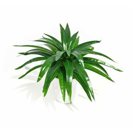 Aloe Vera Stem 30cm Kings Warehouse 