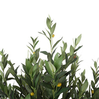 Artificial Bushy Olive Tree with Olives 180cm Kings Warehouse 