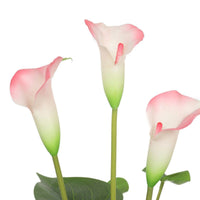Artificial Flowering White & Pink Peace Lily / Calla Lily Plant 50cm New Arrivals Kings Warehouse 