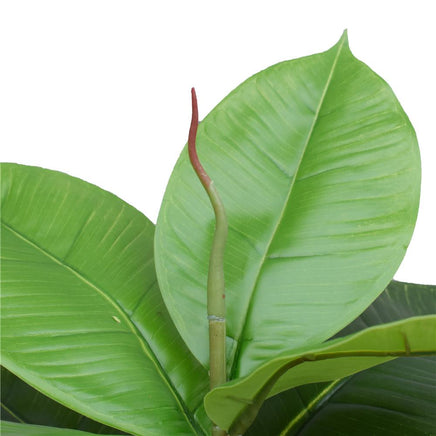 Artificial Potted Rubber Plant 55cm Kings Warehouse 