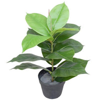Artificial Potted Rubber Plant 55cm Kings Warehouse 