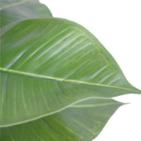 Artificial Potted Rubber Plant 55cm Kings Warehouse 