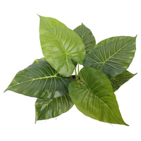 Artificial Potted Taro Plant / Elephant Ear 55cm Kings Warehouse 