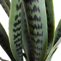Artificial Snake Plant UV Resistant 100cm Home & Garden > Artificial Plants Kings Warehouse 