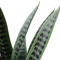 Artificial Snake Plant UV Resistant 60cm Home & Garden > Artificial Plants Kings Warehouse 