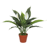 Artificial Spathiphyllum Peace Lily Plant with White Flowers 60cm Kings Warehouse 