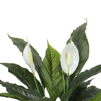 Artificial Spathiphyllum Peace Lily Plant with White Flowers 60cm Kings Warehouse 