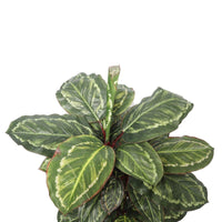 Artificial Wide Leaf Cordyline Plant 90cm Kings Warehouse 