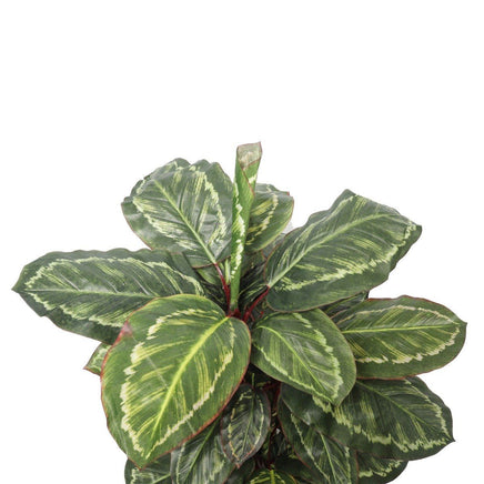 Artificial Wide Leaf Cordyline Plant 90cm Kings Warehouse 