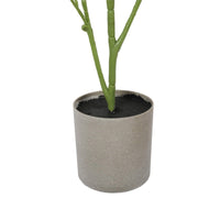 Bright Mixed Philodendron Plant 70cm Kings Warehouse 
