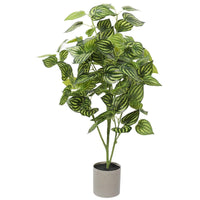 Bright Mixed Philodendron Plant 70cm Kings Warehouse 