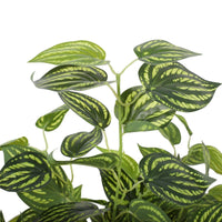 Bright Mixed Philodendron Plant 70cm Kings Warehouse 